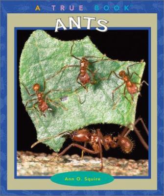 Ants  cover image cdn