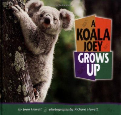A koala joey grows up  cover image cdn