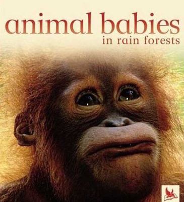 Animal babies in rain forests  cover image cdn