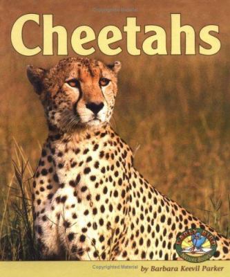 Cheetahs  cover image cdn