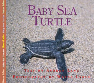 Baby sea turtle  cover image cdn