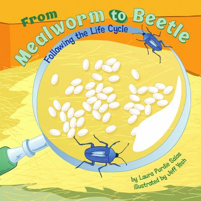 From mealworm to beetle : following the life cycle  cover image cdn