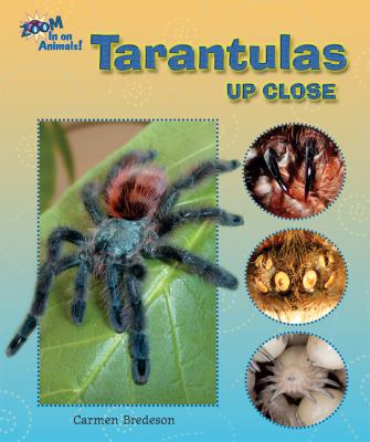 Tarantulas up close  cover image cdn