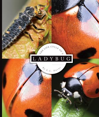 The life cycle of a ladybug  cover image cdn