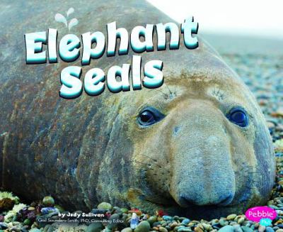 Elephant seals cover image
