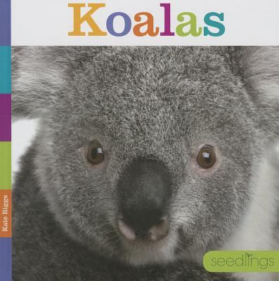 Koalas  cover image cdn