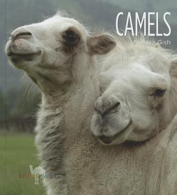 Camels  cover image cdn