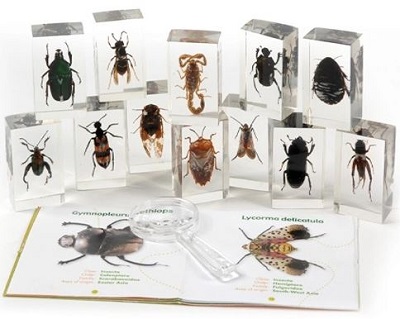 Insects [Science kit] cover image cdn