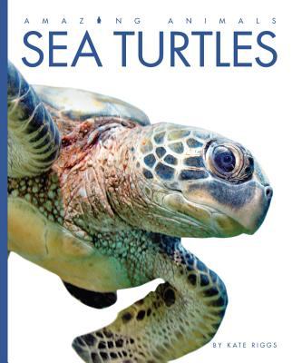 Sea turtles  cover image cdn