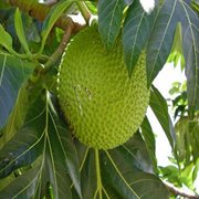 Grenada music volume i cover image cdn