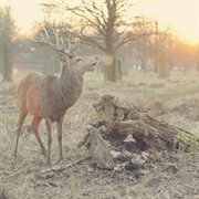 6 o' clock - single cover image cdn