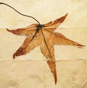 Terry riley: requiem for adam cover image cdn