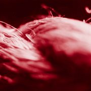 Fever cover image cdn