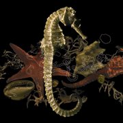 Retour dans nos criques cover image cdn