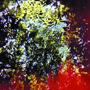 Butterfly horse street cover image cdn