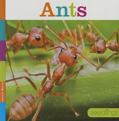 Ants  cover image cdn