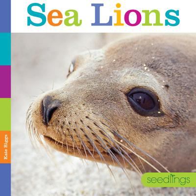 Sea lions  cover image cdn