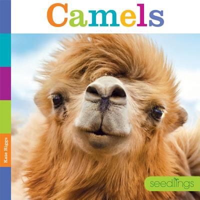 Camels  cover image cdn