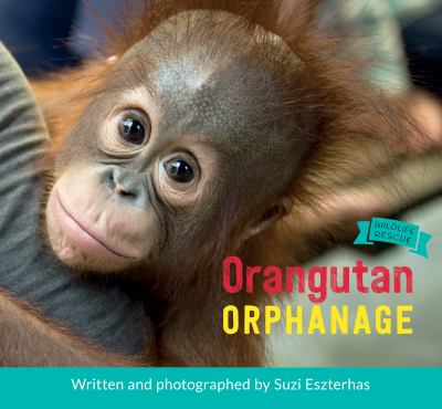 Orangutan orphanage  cover image cdn