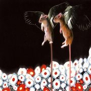 First blush cover image cdn