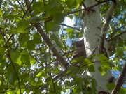 General theory of society. All Social Phenomena in One Theoretical Model cover image cdn