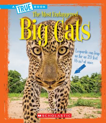 Big cats  cover image cdn
