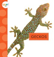 Geckos cover image cdn