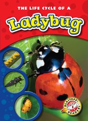 The life cycle of a ladybug cover image cdn