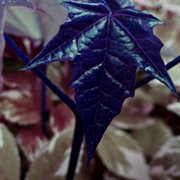 Astral gate cover image cdn