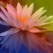 Enfermedad letal cover image cdn