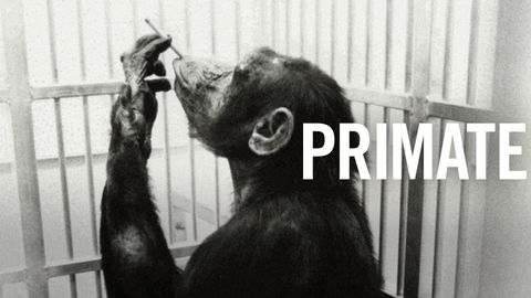 Primate cover image cdn