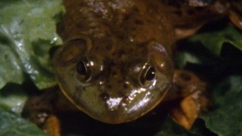 Frog Goes to Dinner cover image cdn