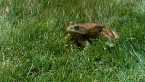 Frog on his Own cover image cdn