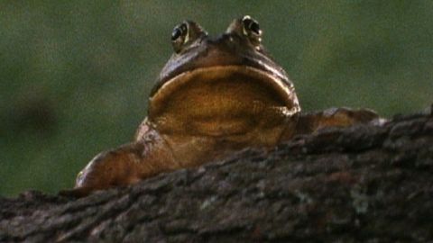 Frog, Where are You? cover image cdn