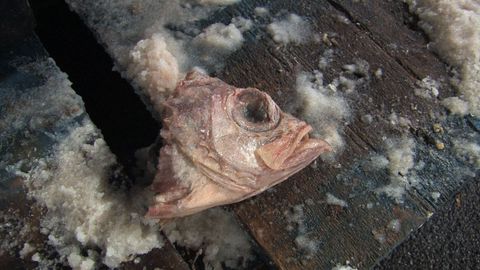 Kingdom of Animal cover image cdn