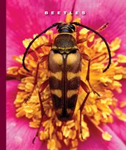 Beetles cover image cdn