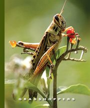 Grasshoppers cover image cdn