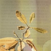 Leaf cover image cdn