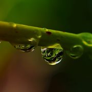 Acero de romero cover image cdn