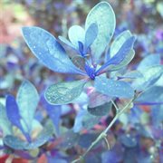 Shimmering isle cover image cdn