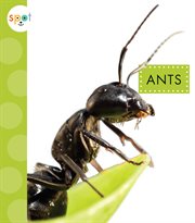 Ants cover image cdn