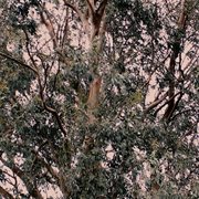 Raphaels descent : air cover image cdn