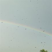 5?-?29?-?16 mycosocial cover image cdn