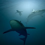 Life cover image cdn