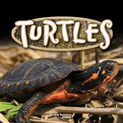 Turtles cover image cdn