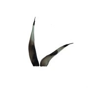 Flashed cover image cdn