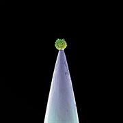 New blood (special edition) cover image cdn