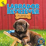 Labrador retriever puppies cover image cdn