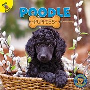 Poodle puppies cover image cdn
