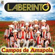 Campos de amapola cover image cdn